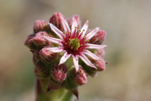 Joubarde des toits, Sempervivum tectorum L. par Michel Goslino Tela Botanica CC BY-SA