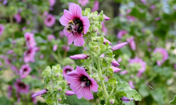 sortie-plantes-sauvages-saint-malo