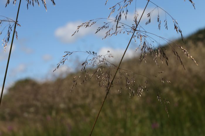 deschampsia_cespitosa (10)