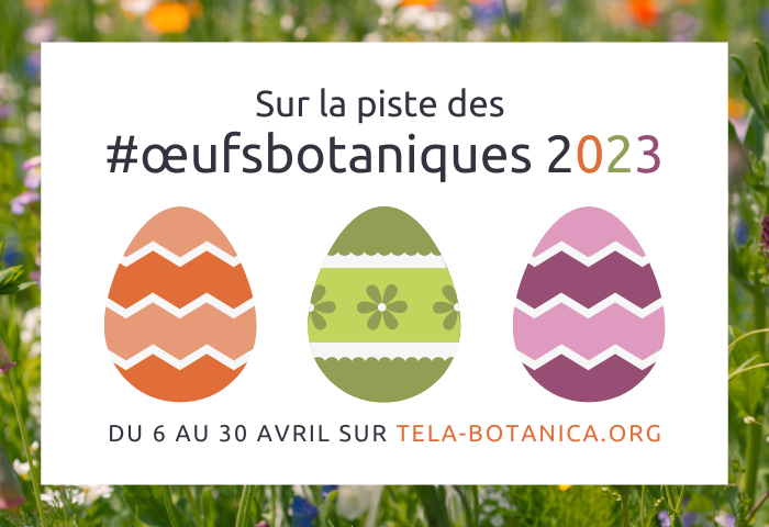 #OeufsBotaniques2023 - Tela Botanica(6)