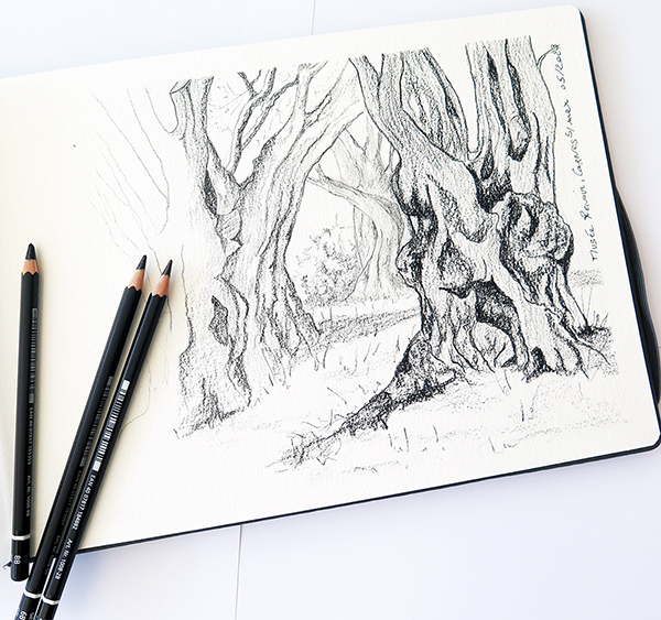 dessin d'arbres