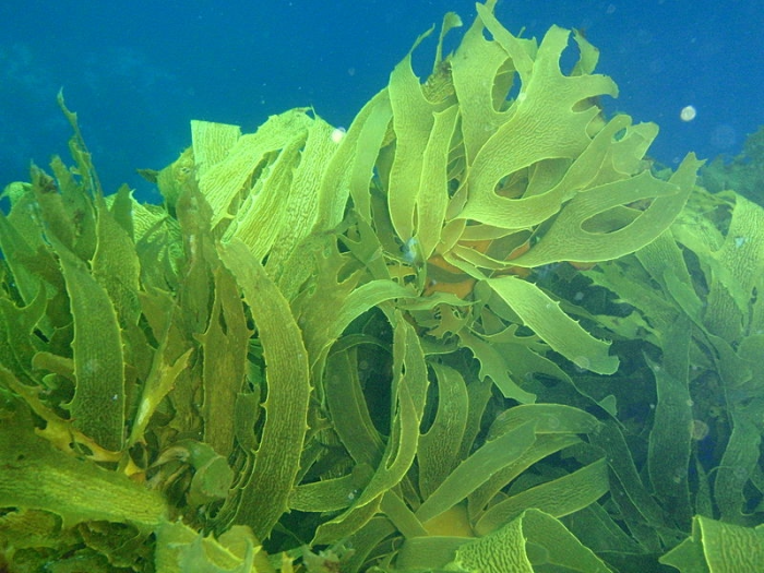 Kelp forest at Taranga pinnacles Hen and Chicken Islands par Peter Southwood - CC BY-SA 4.0 - Wikipédia