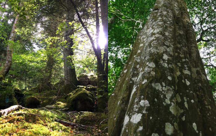 Sortie spéciale arbres