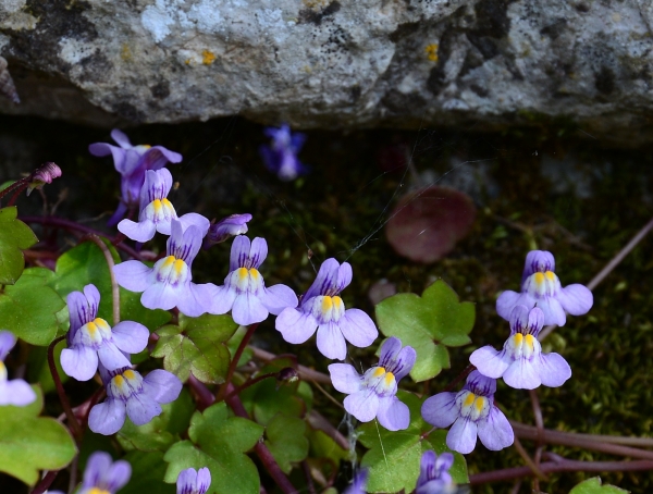 Cymbalaria muralis