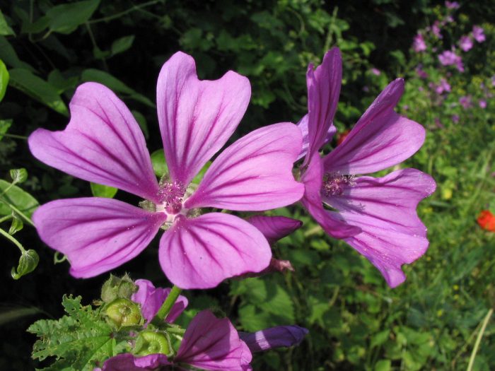 Malva_sylvestris_L.