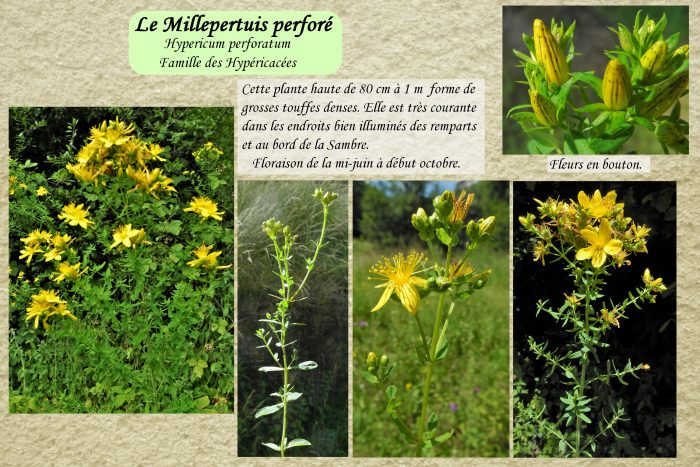 Millepertuis perforé_1