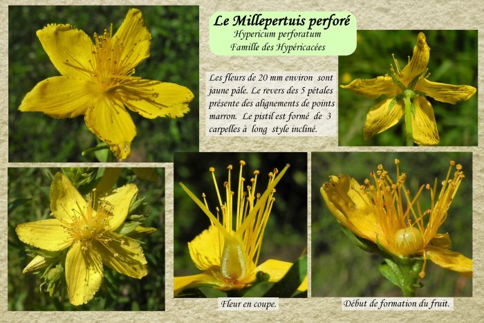 Millepertuis perforé_2