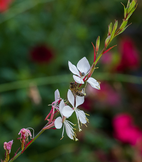 <i>Oenothera lindheimeri</i> (Engelm. & A.Gray) W.L.Wagner & Hoch 2007