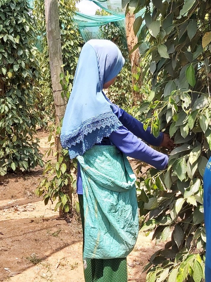 Les plantations de poivre en danger : Pourquoi le poivre de Kampot