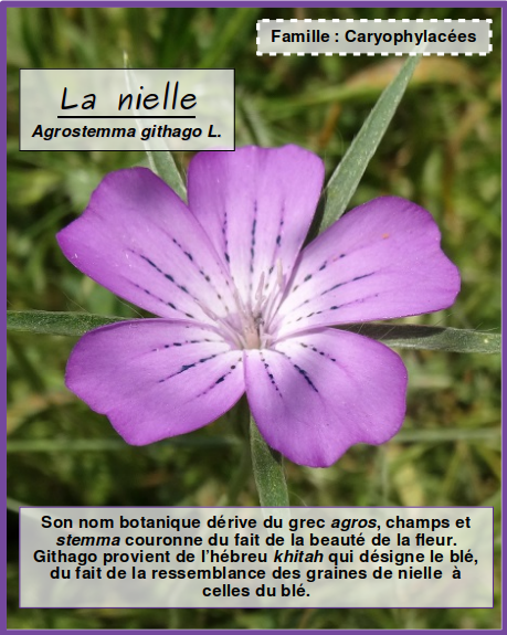 <i>Agrostemma githago</i> L. par Pauline GUILLAUMEAU / Montage par Célia pour l'ODM - Tela Botanica CC BY-SA