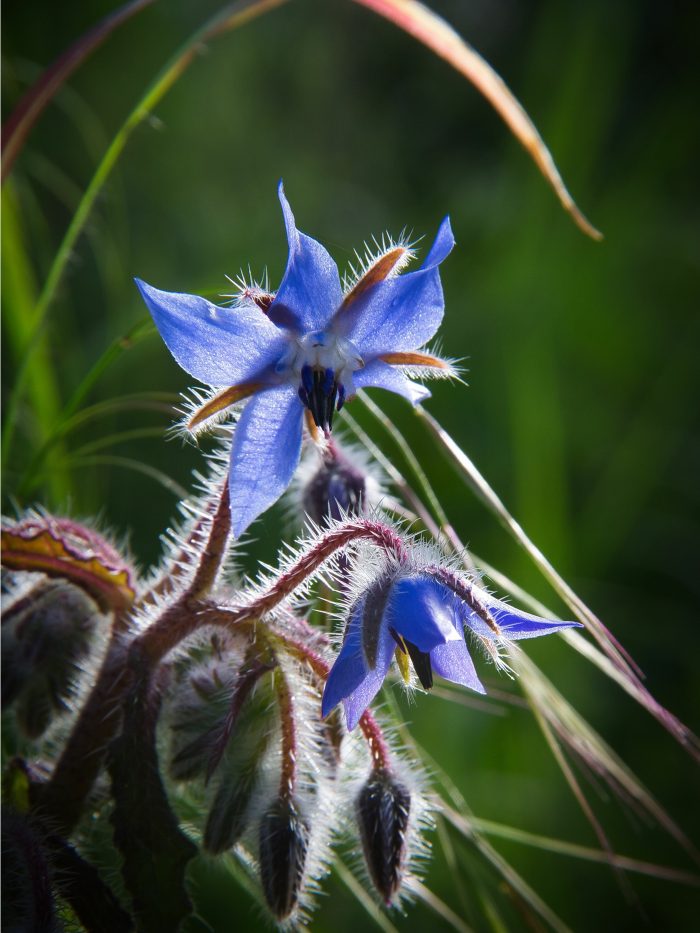 Bourrache officinale - Borago officinalis L. par EsmeraldArtEmisia - Tela Botanica CC BY-SA