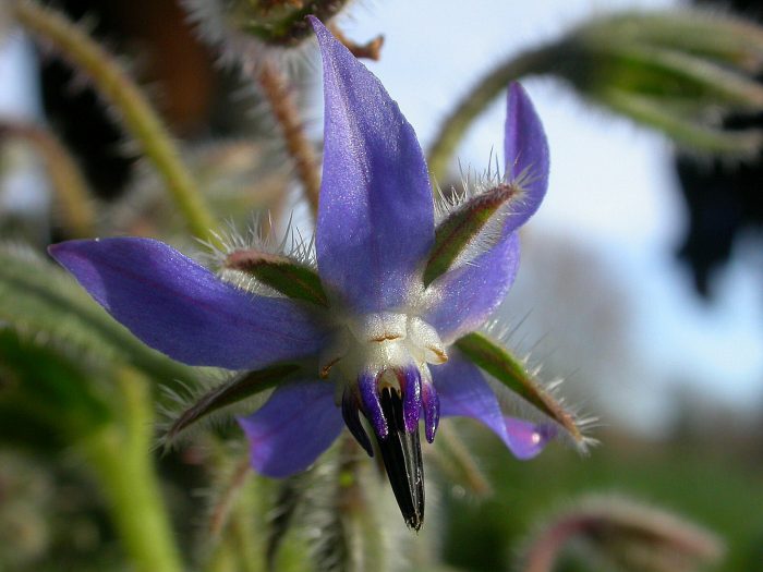 Bourrache officinale - Borago officinalis L. par Michel Démares - Tela Botanica CC BY-SA