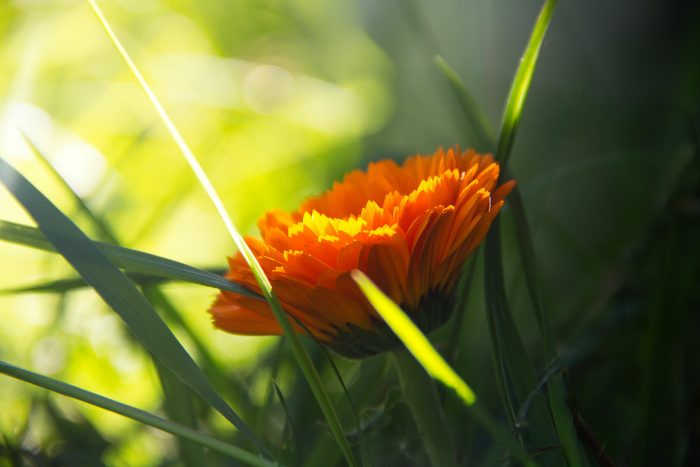 Calendula officinalis L. par EsmeraldArtEmisia - Tela Botanica CC BY-SA