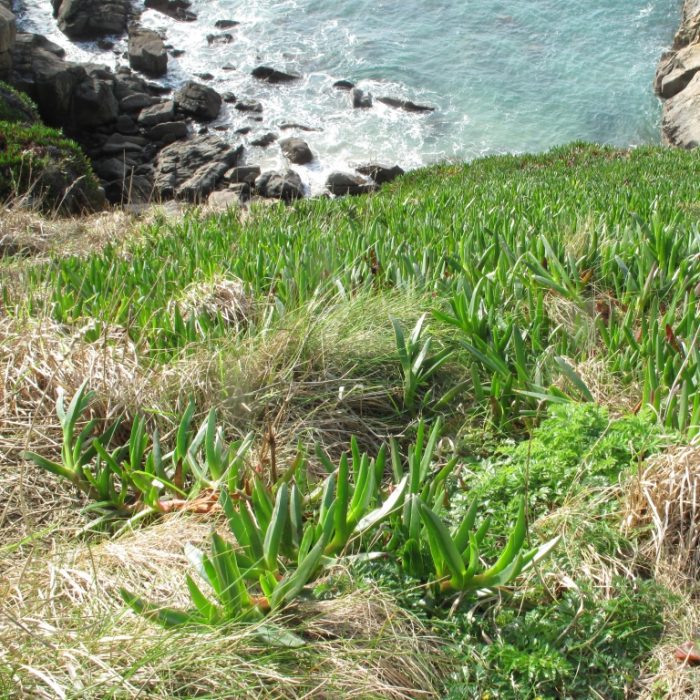 Carpobrotus edulis (L.) N.E.Br. par Marie Portas