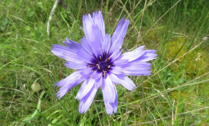 Catananche bleue