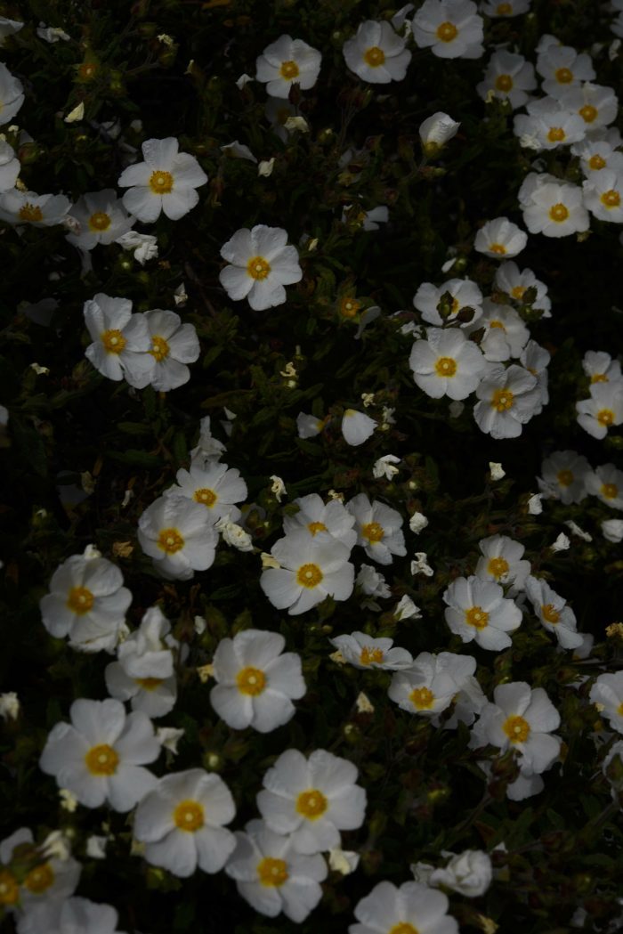 Cistus monspeliensis L. [1753] (taxref) par vlambinet