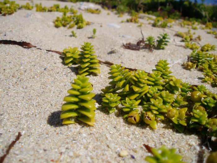 Dunes - CC BY-SA 4.0 - PxHere