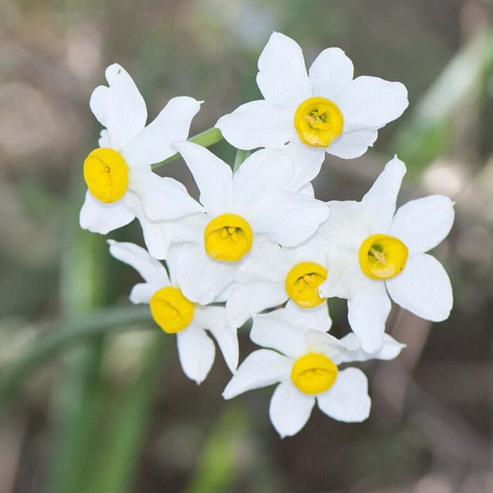 Gros plan sur des fleurs de narcisse (Photographie : Dr. Zachi Evenor, CC BY-SA 4.0)