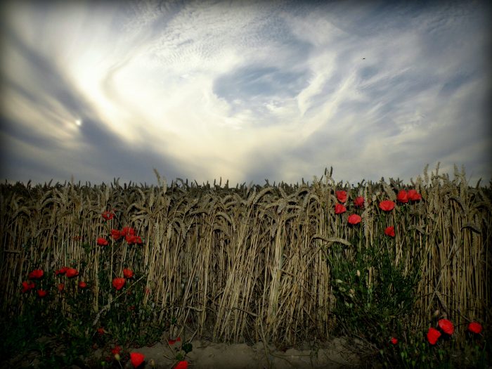 Papaver rhoeas L. au bord d’un champ de blé par Jean-Patrice MATYSIAK - Tela Botanica CC BY-SA