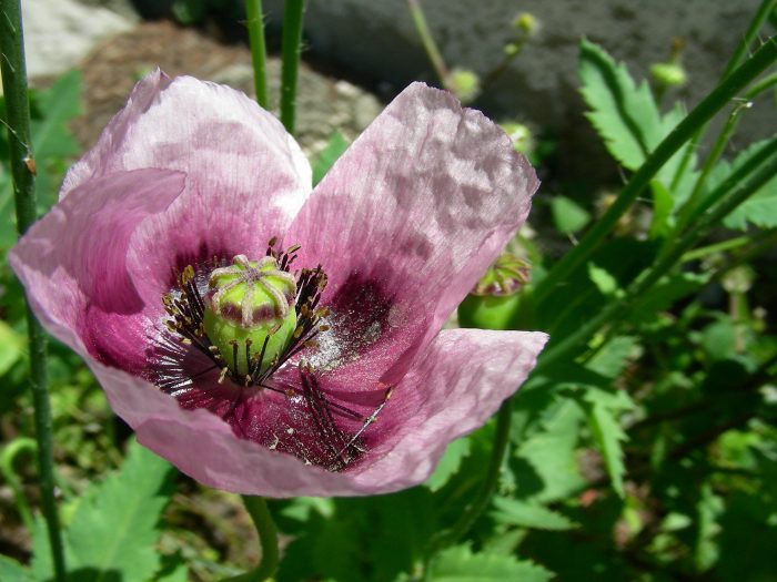 Pavot somnifère, Papaver somniferum L. par Michel DÉmares