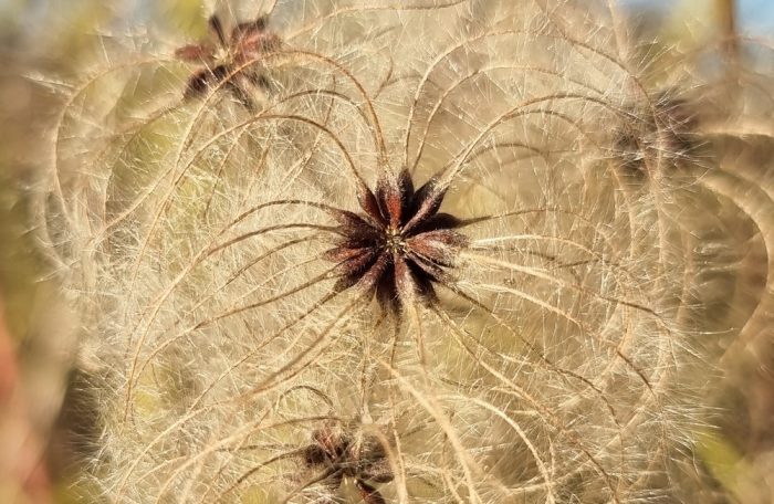 clematis-vitalba