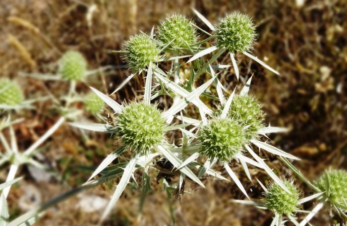 Eryngium campestre