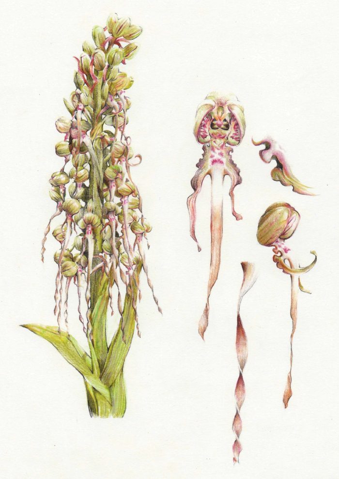 Himantoglossum hircinum (L.) Spreng. [1826] (bdtfx) par Nolwenn Bernier