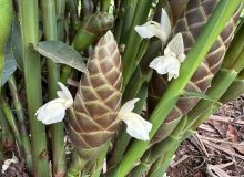 Inflorescence de cardamome du Cambodge (Photographie : page Facebook du site marchand KhmerCardamoms)