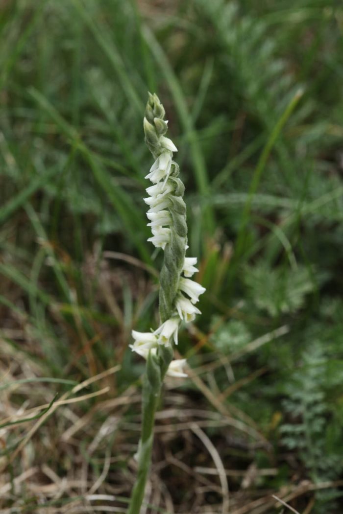 15245_Spiranthes spiralis_DESCHEEMACKER_A_CBNMC_11181