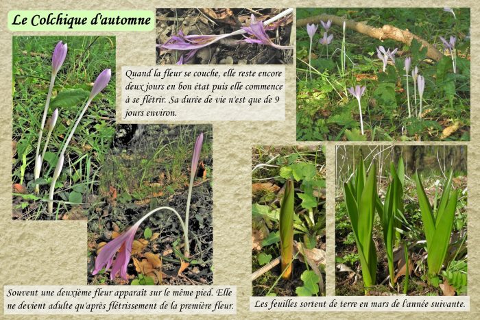 Colchique-dautomne_3-scaled