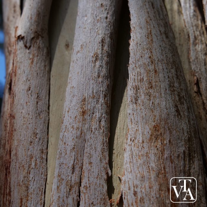 Eucalyptus dorrigoensis