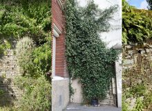 Biodiversité des murs - © CAUE 45 (1), Google (2) Plante & Cité S. Larramendy (3, 4 et 5)