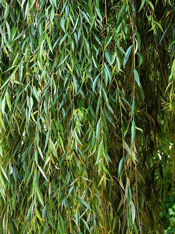 Feuilles et branches de Salix babylonica (Photographie : Alvesgaspar, CC BY-SA 3.0)