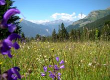 Les prairies extensives sont des milieux particulièrement riches en espèces. Photo Arthur Sanguet