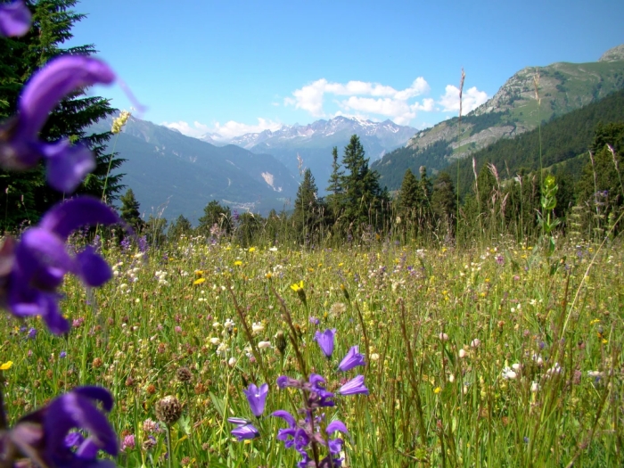 Les prairies extensives sont des milieux particulièrement riches en espèces. Photo Arthur Sanguet