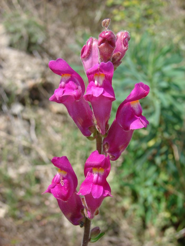 Antirrhinum majus L. par Paul Fabre - CC BY-SA