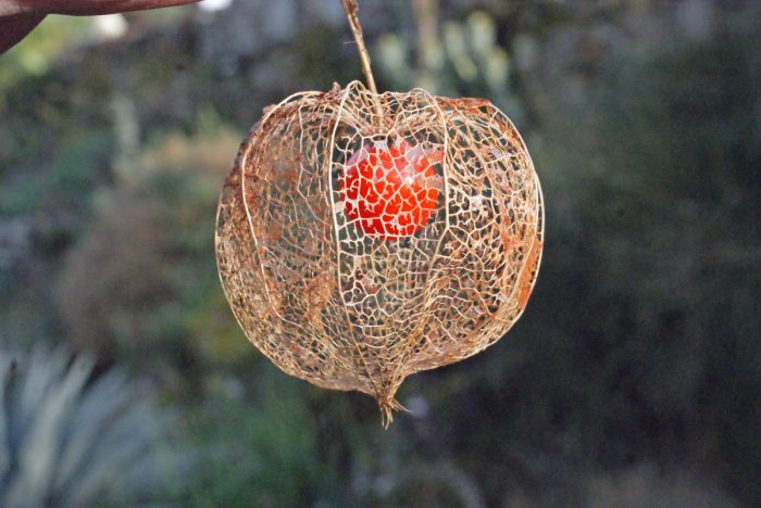 Physalis alkekengi L. [1753]par Liliane Roubaudi]