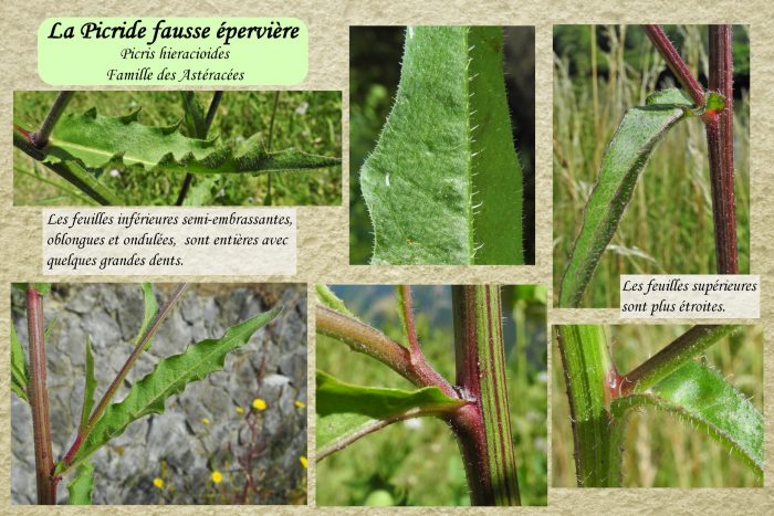 Picride-fausse-eperviere_3-scaled