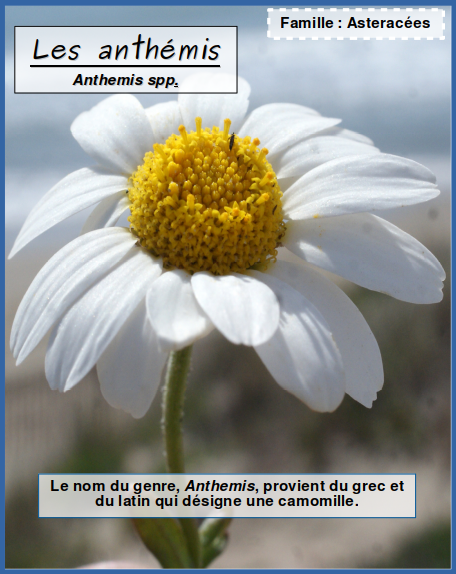 Anthemis_spp