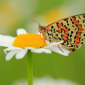 Marguerite Leucanthemum vulgare Lam. et une Mélitée orangée par Edith Reuzeau CC BY-SA