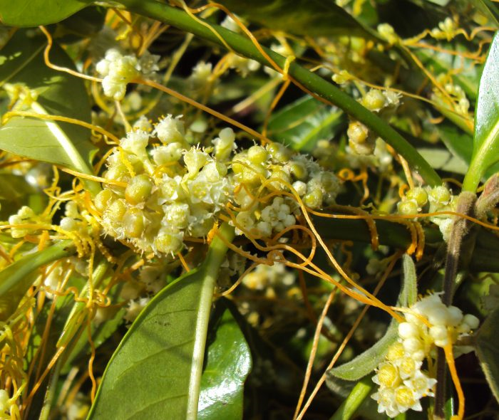 Cuscuta_chinensis_07-700x590