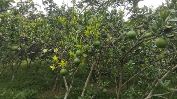 Orangers de Battambang (Photographie : Agence Kampuchea Press)