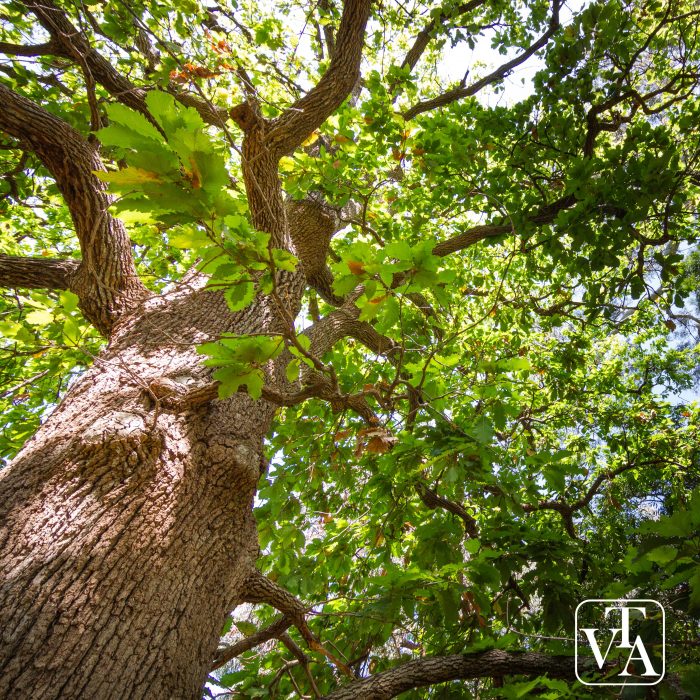 Quercus canariensis