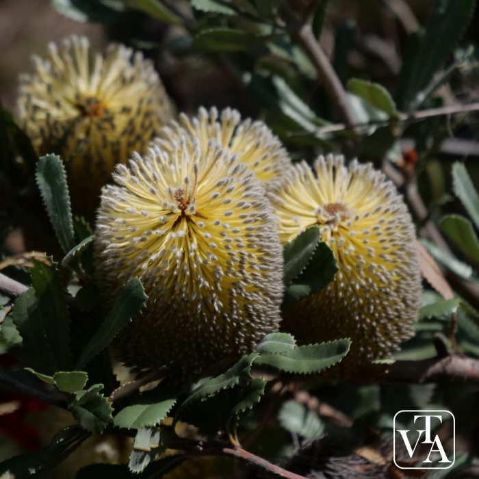 Banksia ornata F.Muell. ex Meisn