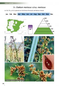 Field guide of Spanish and Portuguese sedges (Cyperaceae)