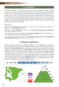 Field guide of Spanish and Portuguese sedges (Cyperaceae)