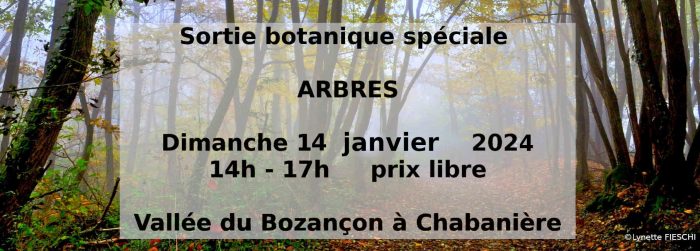 Sortie spéciale arbres