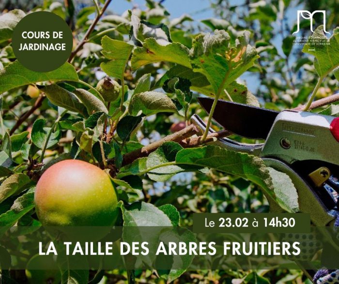 La taille des arbres fruitiers