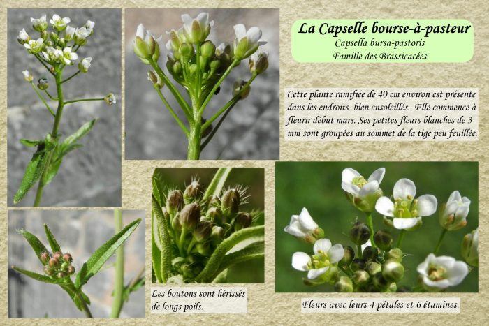 Capselle-bourse-a-Pasteur_1-scaled