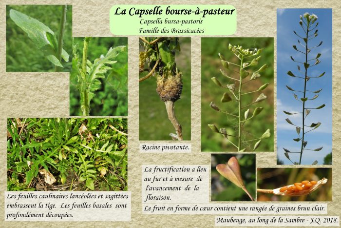 Capselle-bourse-a-Pasteur_2-scaled